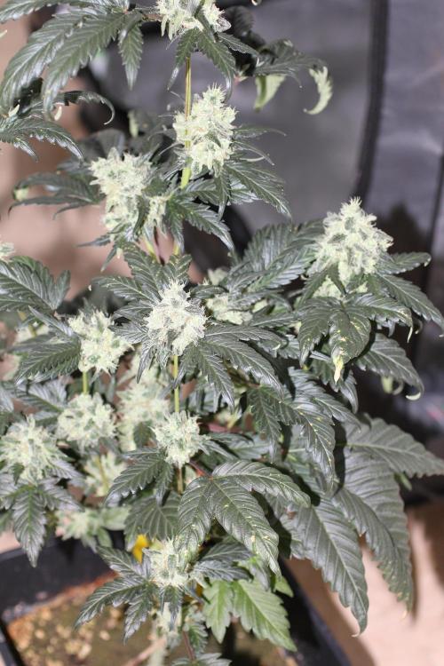 All starts at some Point!!. Week 12