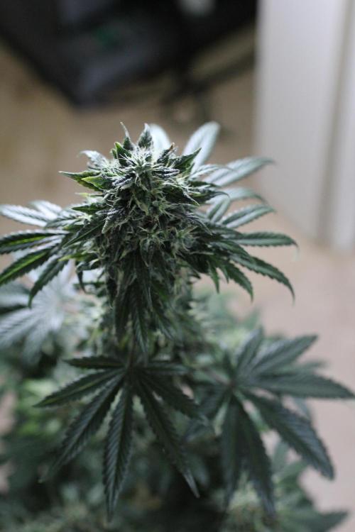 All starts at some Point!!. Week 12