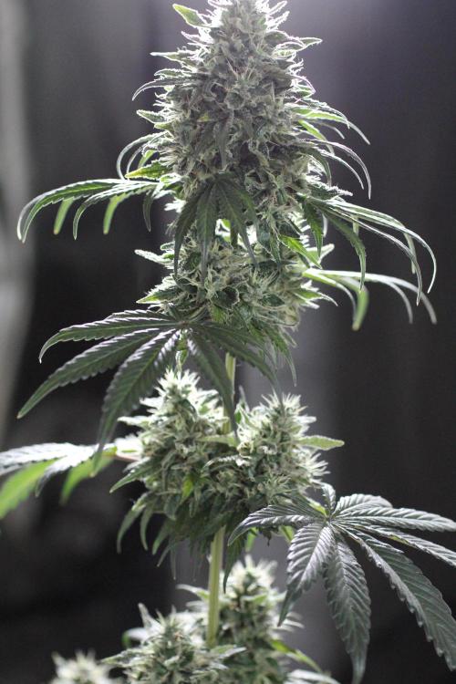 All starts at some Point!!. Week 12