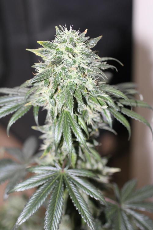 All starts at some Point!!. Week 12