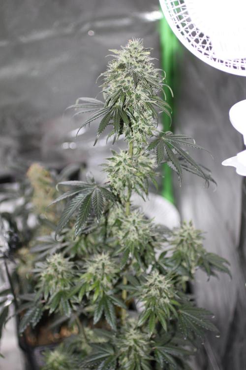 All starts at some Point!!. Week 12