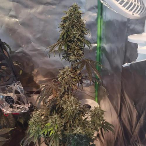 All starts at some Point!!. Week 13