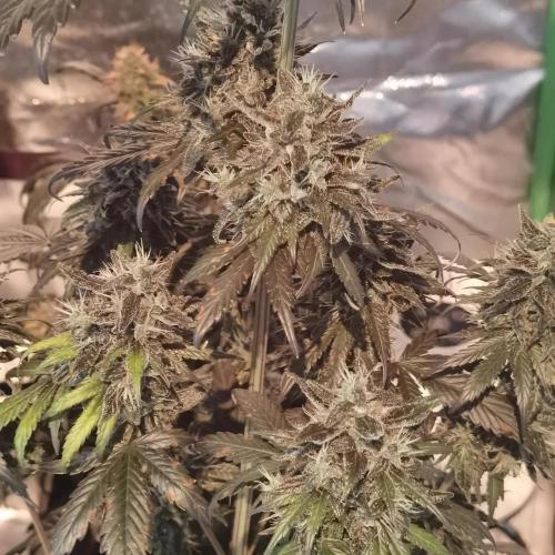All starts at some Point!!. Week 13
