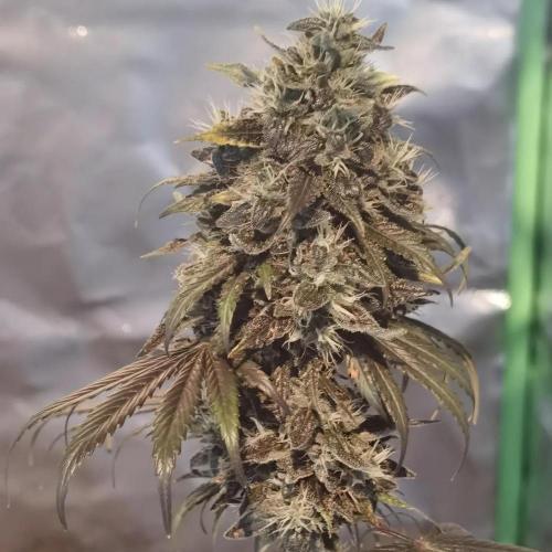 All starts at some Point!!. Week 13