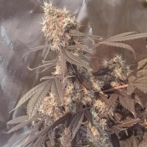 All starts at some Point!!. Week 13