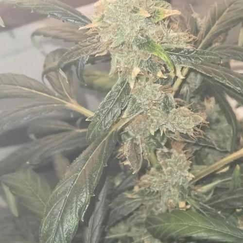 All starts at some Point!!. Week 13