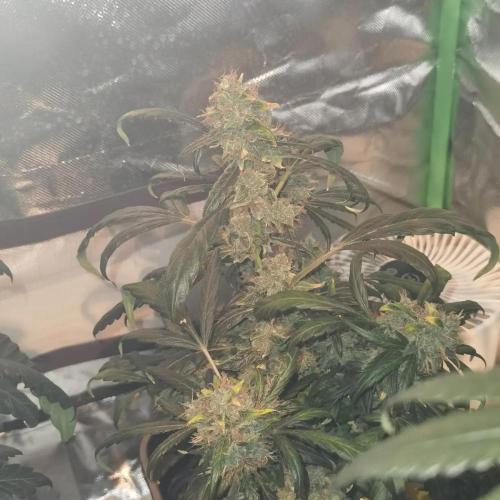 All starts at some Point!!. Week 13