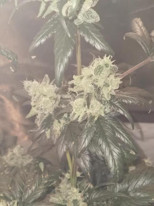 All starts at some Point!!. Week 13