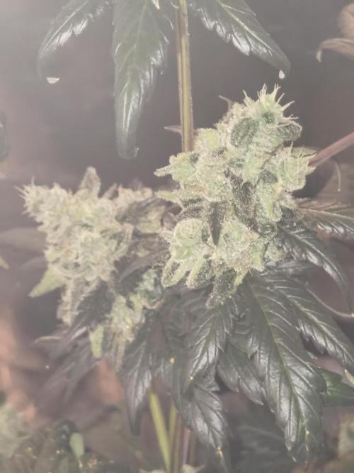 All starts at some Point!!. Week 13