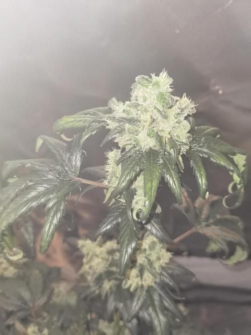 All starts at some Point!!. Week 13