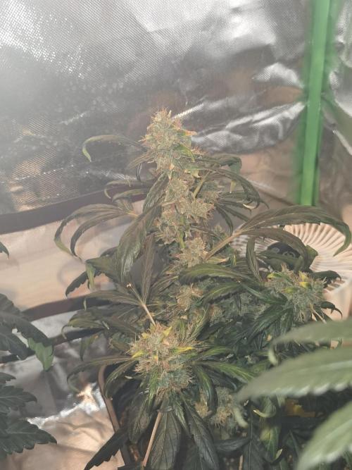 All starts at some Point!!. Week 13