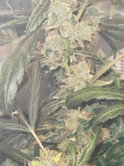 All starts at some Point!!. Week 13