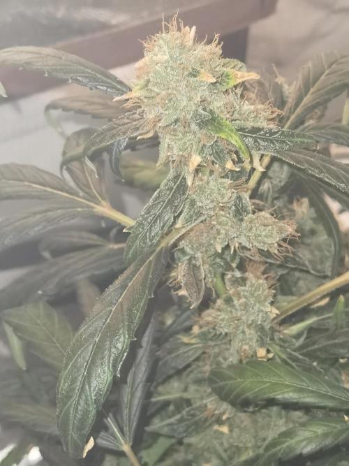 All starts at some Point!!. Week 13