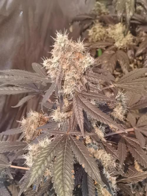 All starts at some Point!!. Week 13