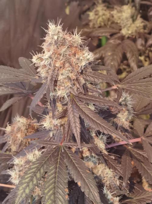 All starts at some Point!!. Week 13