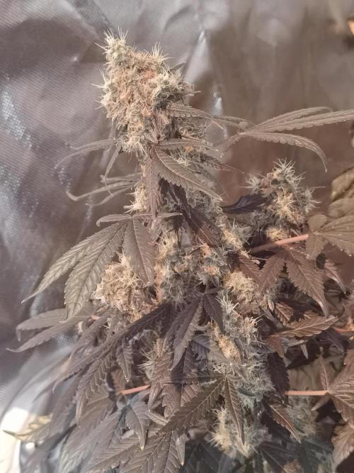 All starts at some Point!!. Week 13