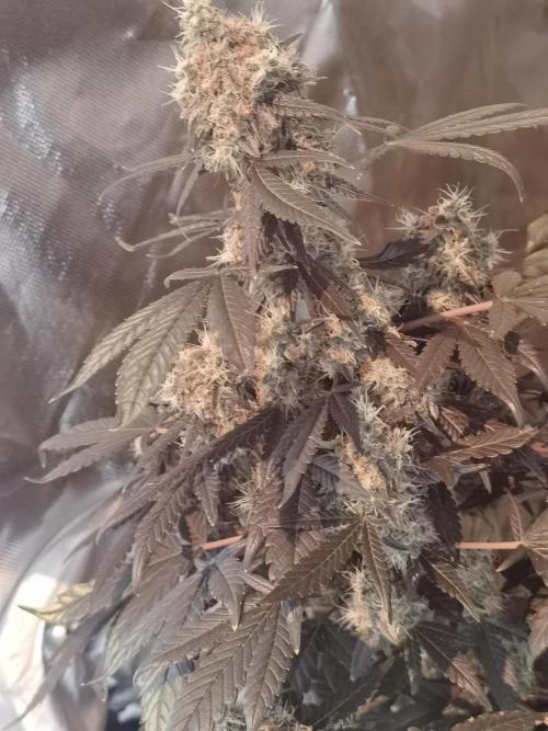 All starts at some Point!!. Week 13