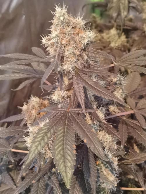 All starts at some Point!!. Week 13