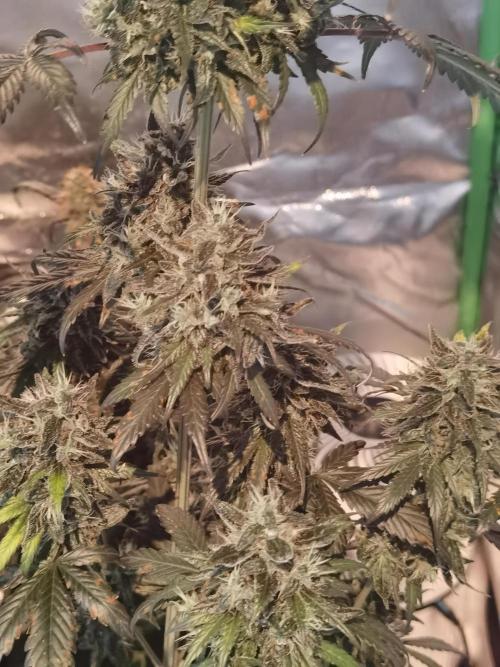 All starts at some Point!!. Week 13