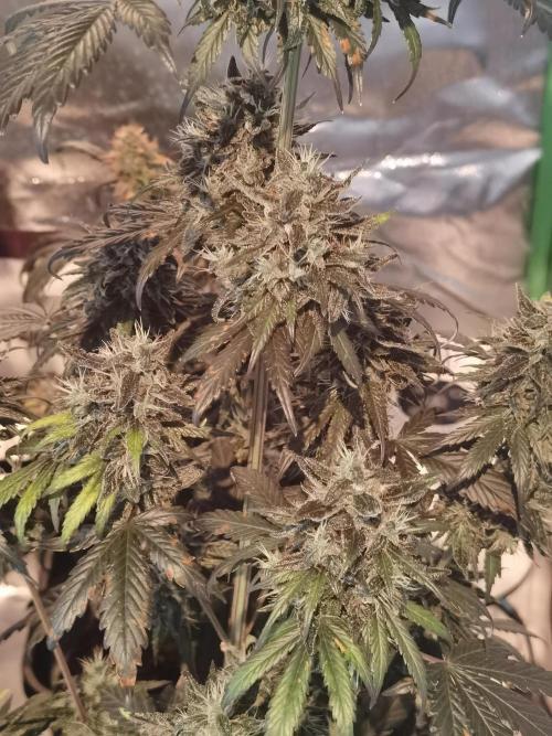 All starts at some Point!!. Week 13