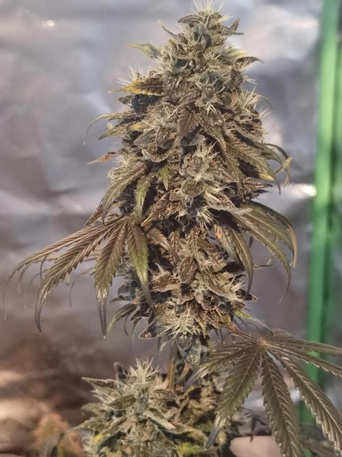 All starts at some Point!!. Week 13