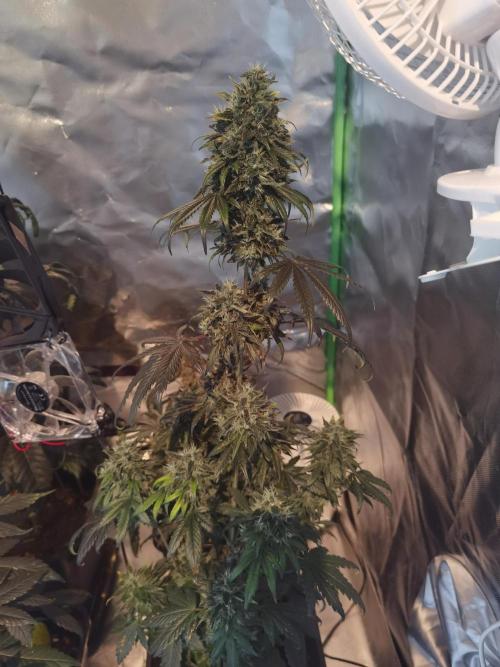 All starts at some Point!!. Week 13