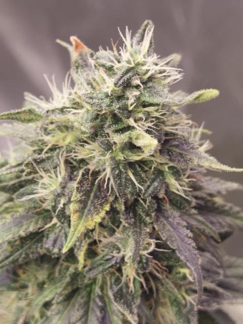 All starts at some Point!!. Week 13