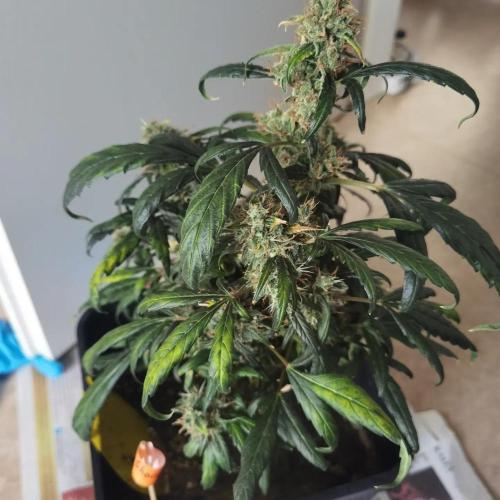 All starts at some Point!!. Week 14