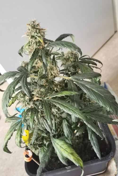 All starts at some Point!!. Week 14