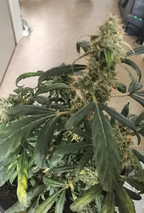 All starts at some Point!!. Week 14
