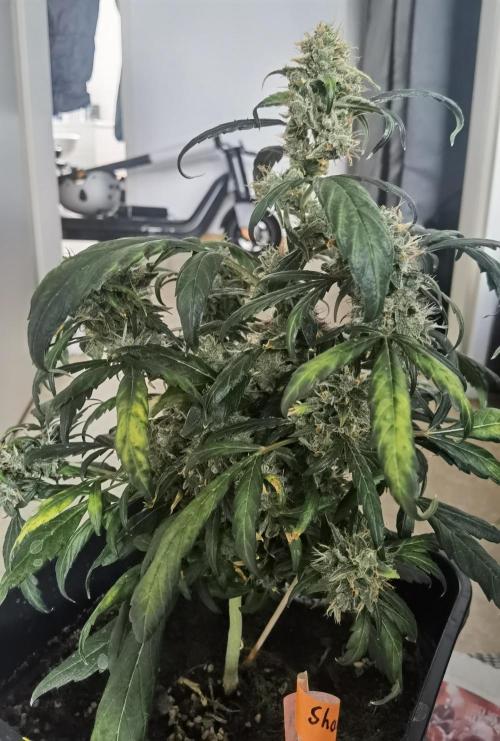 All starts at some Point!!. Week 14