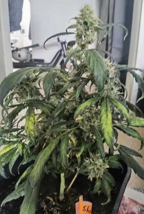 All starts at some Point!!. Week 14