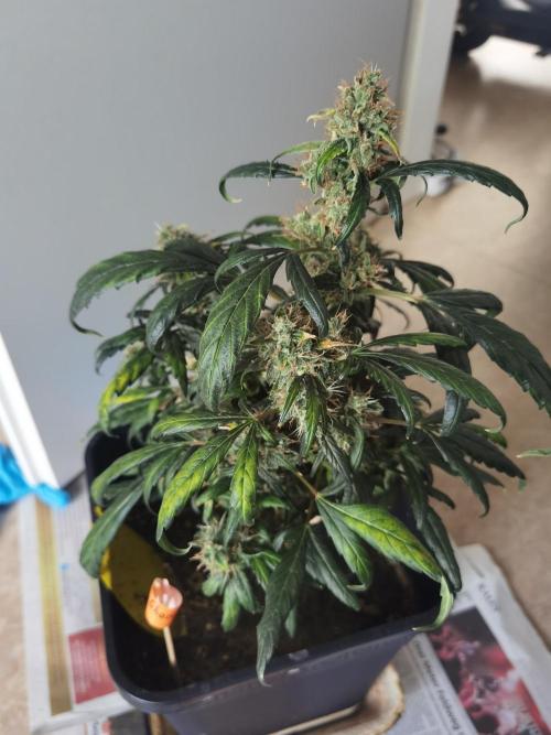 All starts at some Point!!. Week 14