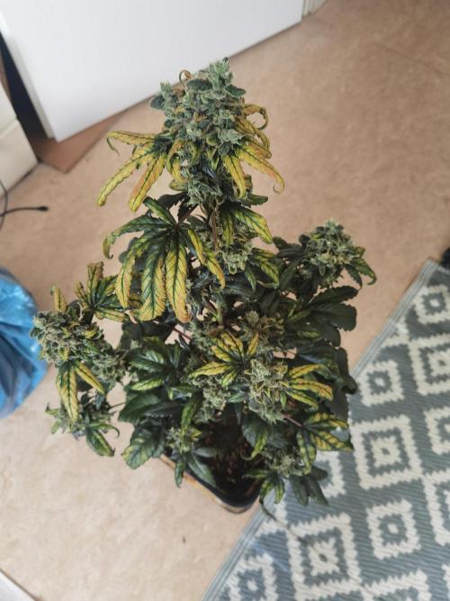 All starts at some Point!!. Week 14