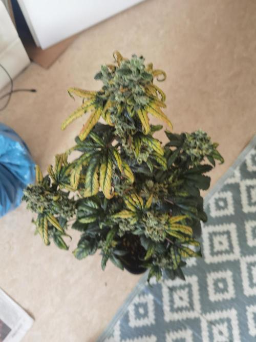 All starts at some Point!!. Week 14