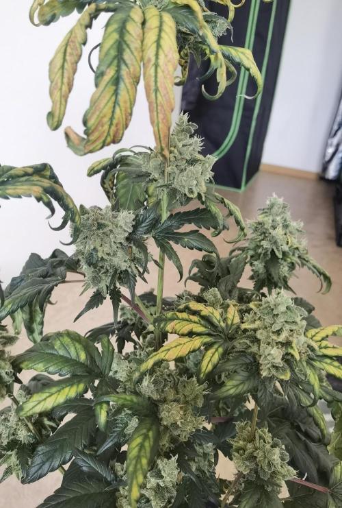 All starts at some Point!!. Week 14