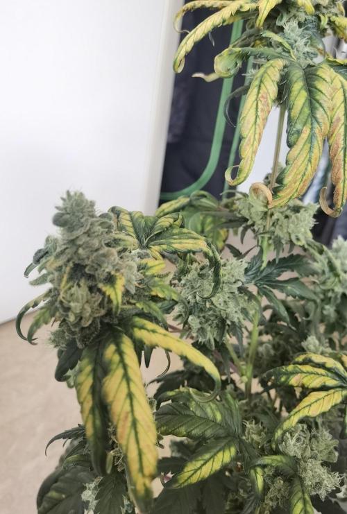 All starts at some Point!!. Week 14