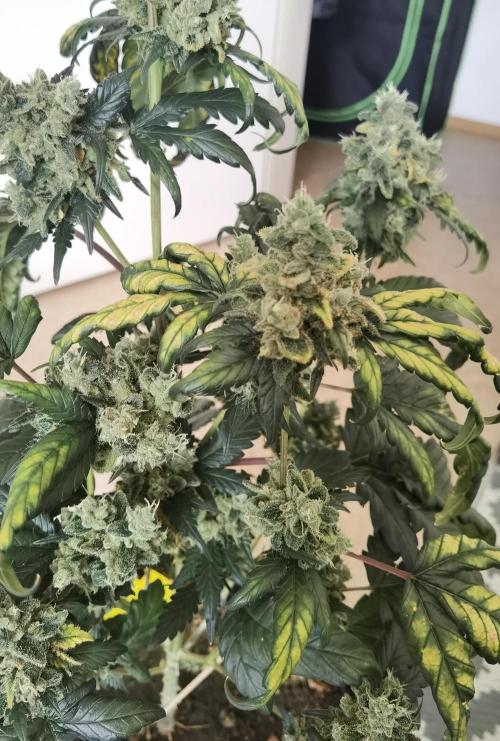 All starts at some Point!!. Week 14
