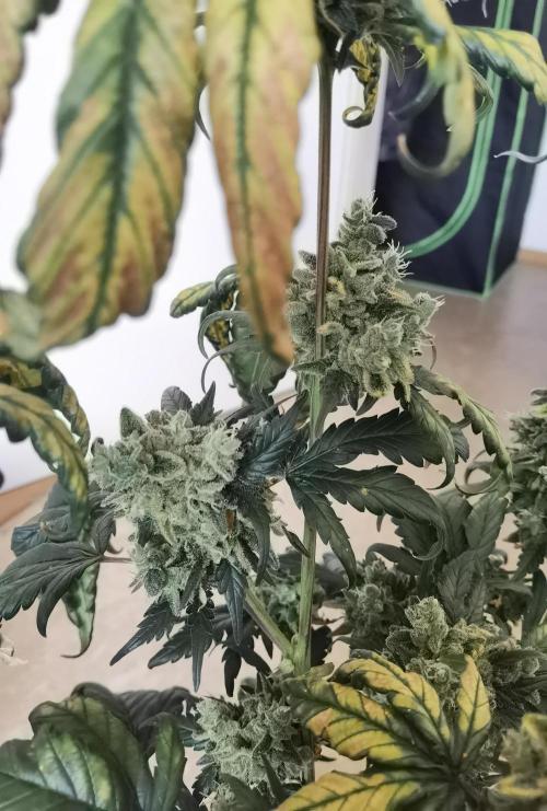 All starts at some Point!!. Week 14