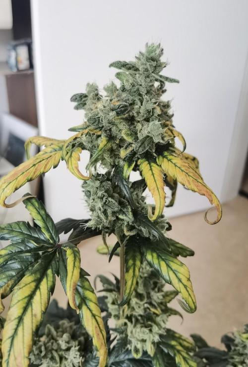 All starts at some Point!!. Week 14