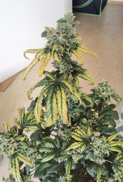 All starts at some Point!!. Week 14