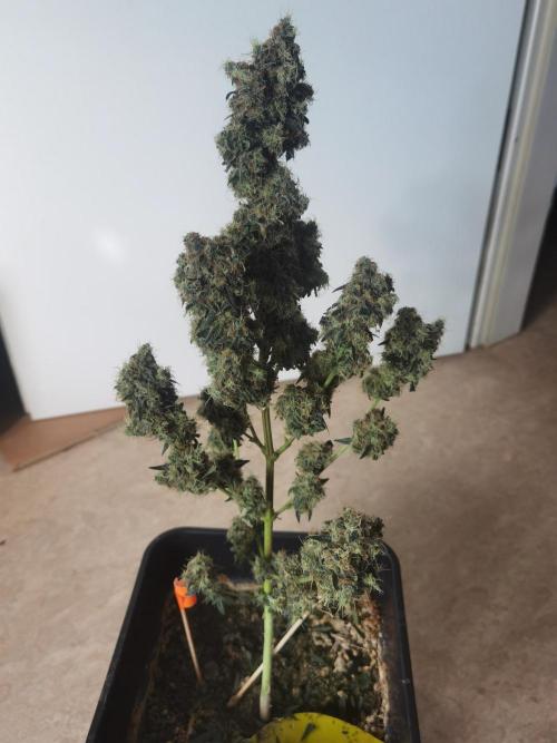 All starts at some Point!!. Week 14