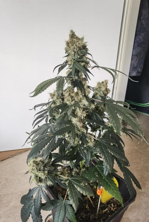All starts at some Point!!. Week 14