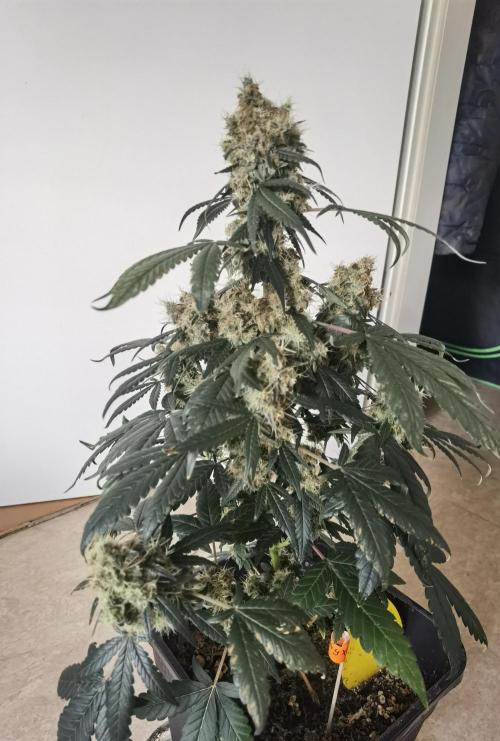 All starts at some Point!!. Week 14