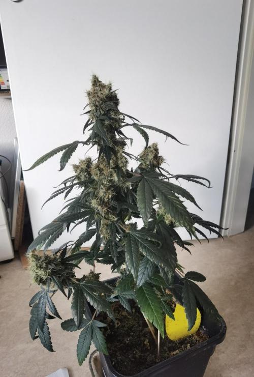 All starts at some Point!!. Week 14