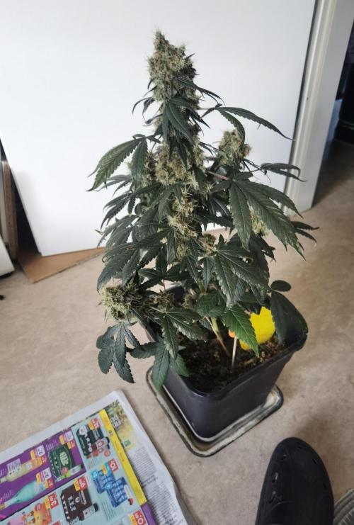All starts at some Point!!. Week 14