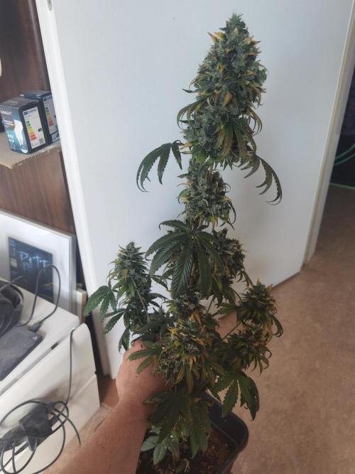 All starts at some Point!!. Week 14