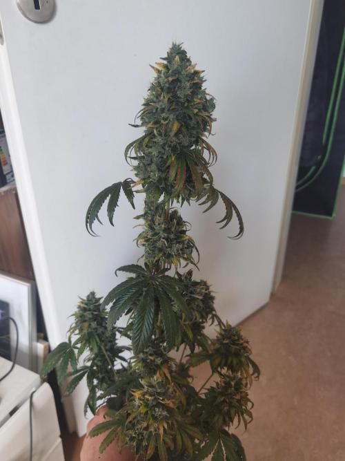 All starts at some Point!!. Week 14