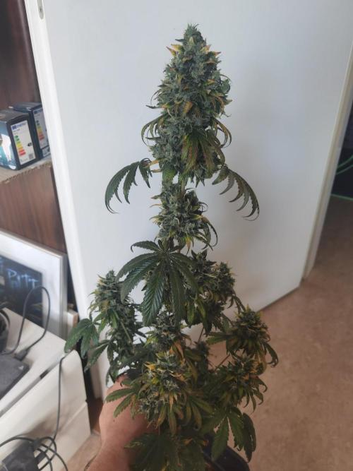 All starts at some Point!!. Week 14