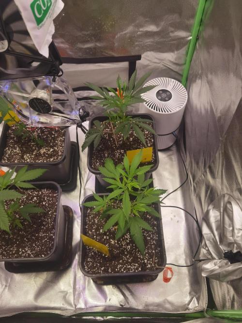 Elite Clones Gh WC Icc. Week 0